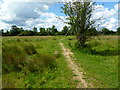 Burgate, footpath in SP6 1LX