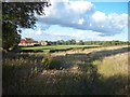 Grassland near Marsh Lane in Marsh Lane