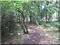 Bend in a woodland path in PL11 2PY