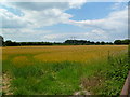 Shapwick, barley field in DT11 9JX
