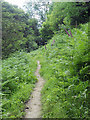 Glyndwr's Way in the wood on Garth Hill in LD7 1SA