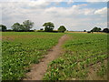 Footpath over fields towards Raskelf in YO61 3LH