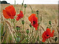 Poppies in Barley in NN7 4SZ