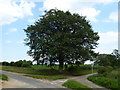 Tree on a Norfolk crossroads in PE31 6DR