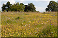 Wild Flowers upon Magdalen Hill in SO21 1HF