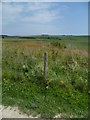 Downland field with poppies (1) in BN18 9RN