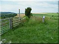 Overgrown narrow footpath leaves bridleway near Peppering High Barn in BN18 9RN