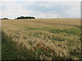 Barley field north of Dodford in NN7 4SZ