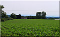 2011 : West over a maize field in BA4 5FL