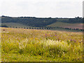 Wild flowers on Magdalen Hill Down in SO21 1HF