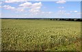 A field of wheat at Noke in OX3 9RT