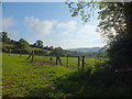 Grazing field, Whitehall Farm, Luppitt, Devon in EX14 4TR