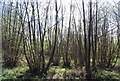 Coppiced trees by the 1066 Country Walk in TN33 0SB