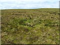 Grouse butt near Knockshanoch in West Dunbartonshire