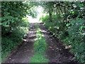 Track into Hemley Copse in RG20 7BT