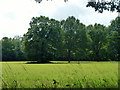 Trees on old hedge line in TN8 7LJ
