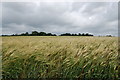 Wheat Field off Lower road in BN27 1QL