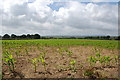 Crop Field looking towards Eastbourne in BN27 1QL