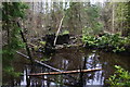The beaver pond on the Bamff estate in PH11 8LF