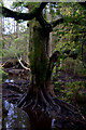 Beech tree on the edge of the beaver pond, Bamff in PH11 8LF