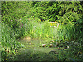 Pond at King's John Garden in TN19 7AZ