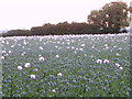 Opium poppies near Scotland Farm in SP6 3QS