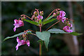 Himalayan Balsam (Impatiens glandulifera) beside the Isla at East Banchory in PH13 9HH