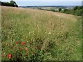 Meadow above Bridford Wood in TQ13 8SU