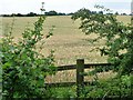 Wheatfield east of the Pontefract Road in WF9 5LN