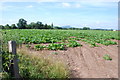 Field of Sugar Beet with a view of the Wrekin in TF6 6EH