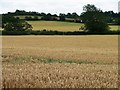 A sea of wheat off the Barnsley Road in WF7 7DU