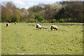 Sheep on the 1066 Country Walk in TN33 0RT