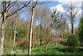 Woodland on the 1066 Country Walk in TN33 0RT
