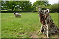 Treestump with sheep in BN6 8SA