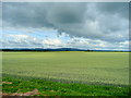 Wheat field at Murrell's End in GL19 3DF