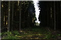 Ride for telegraph poles in woodland at Carsie in PH10 6QS