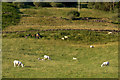 Sheep near Cally House, Bridge of Cally in PH10 7NG
