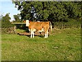 Cow near Westend House in GL13 9DJ
