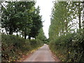 Tree-lined lane, between West Newton and Hedging in TA7 0BY