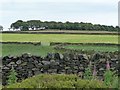 Dry stone walls east of Black Moor Road in BD22 9SU