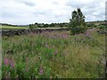 Rosebay willowherb on the verge, Black Moor Lane in BD22 9SU