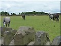 Horses grazing, north of tewitt Lane in BD13 3RU