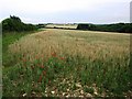 Crop field next to A424 near Fifield in OX7 6HN