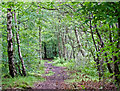 Blackmuir wood in FK10 2UR