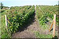 Raspberry Fields in IV12 5QG