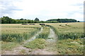 Tracks in a Wheat field in DE12 8LW
