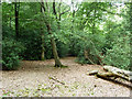 Small clearing in the woodland in RH14 0HP