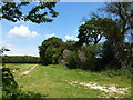 Grass track beside the trees in PE31 6BS
