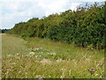 Large hedge between the fields in PE31 6BB