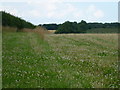 Clover covered field near Flitcham in PE31 6BX